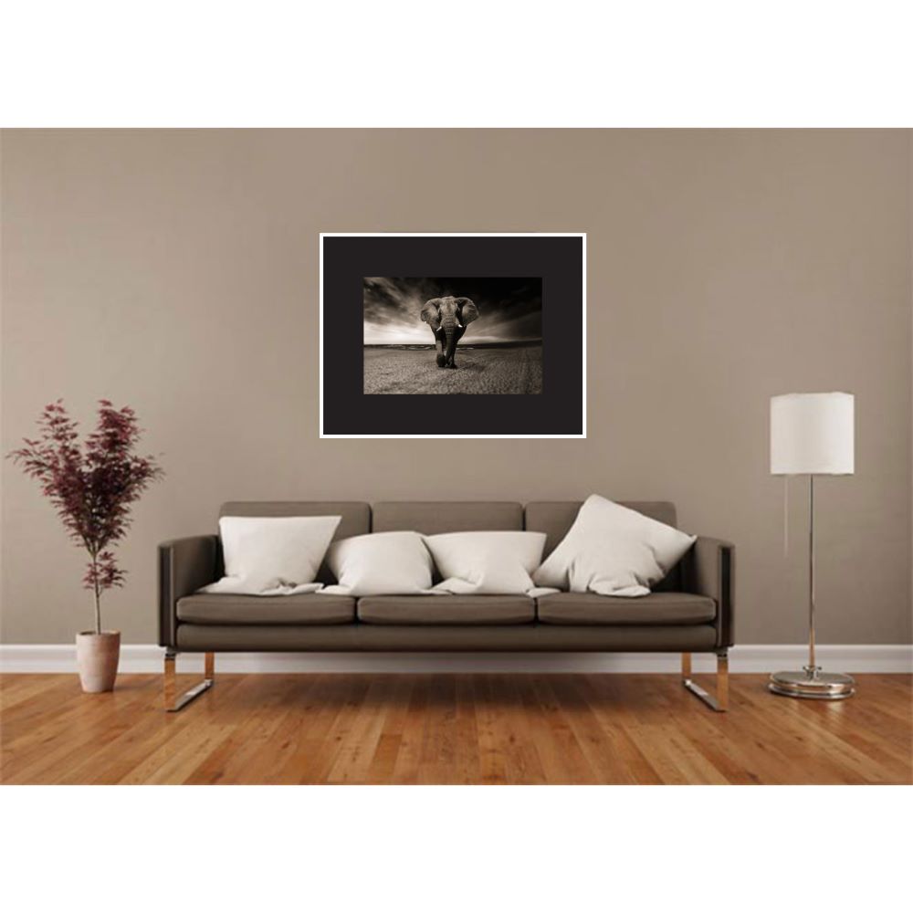 Quadro Elefante sozinho com moldura de madeira na cor branca. Vidro incolor. Medida de 65x50