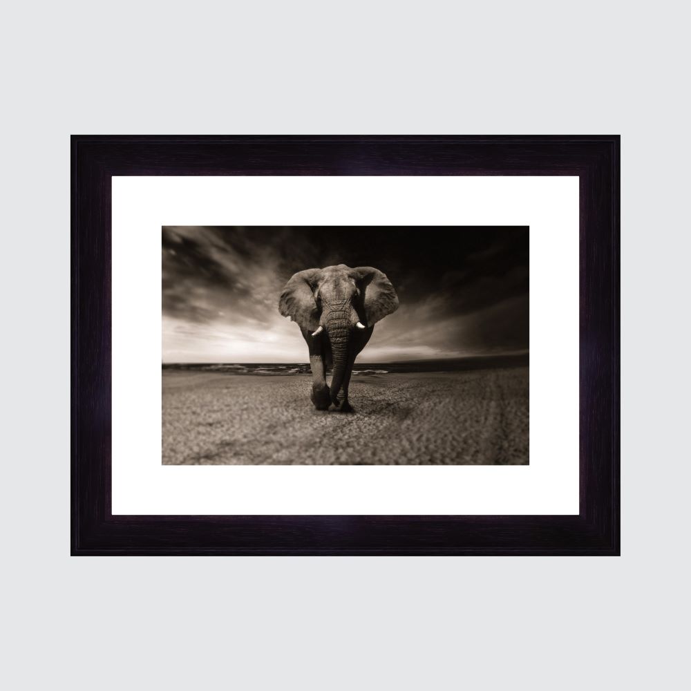 Quadro Elefante com moldura grossa de madeira 4 cm preta, vidro incolor. Medidas de 65x50