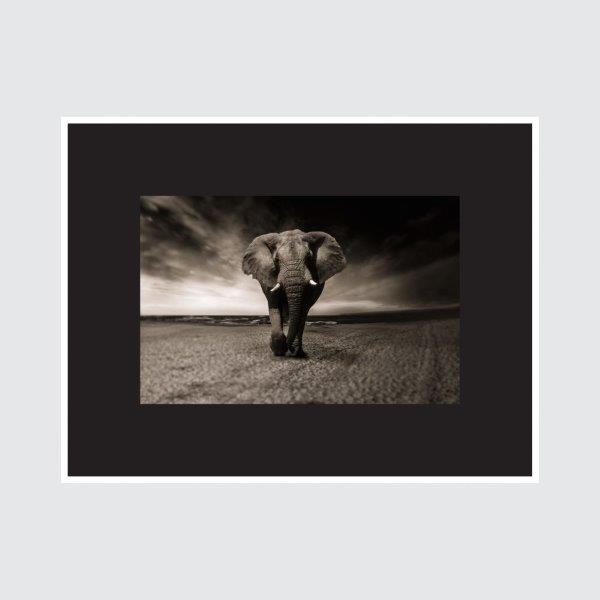 Quadro Elefante Sozinho Com Moldura De Madeira Na Cor Branca. Vidro Incolor. Medida De 65x50