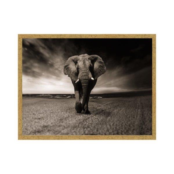 Quadro Elefante Com Moldura De Madeira Dourada, Vidro Incolor. Medida De 46x31