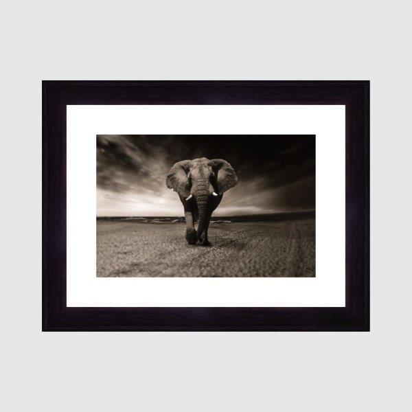 Quadro Elefante Com Moldura Grossa De Madeira 4 Cm Preta, Vidro Incolor. Medidas De 65x50